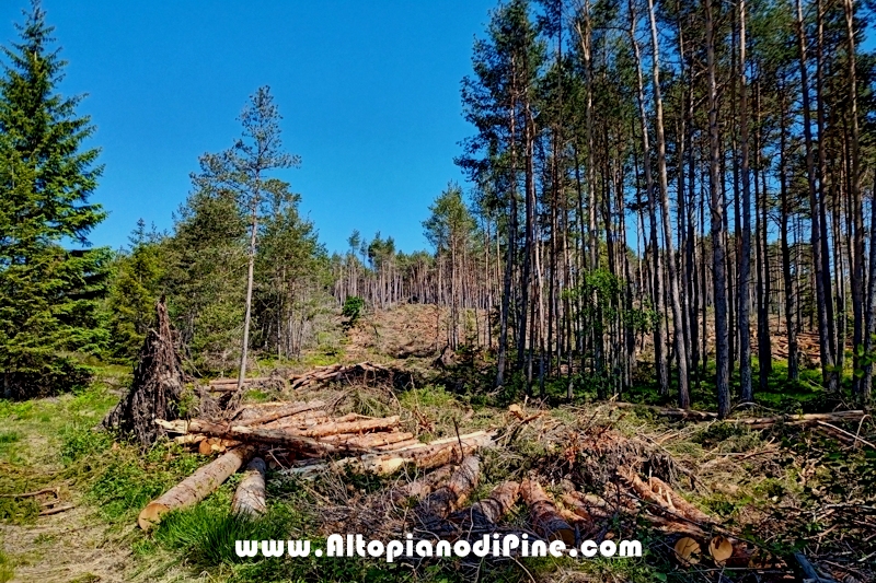 Lavori nel bosco di Bedolpian - giugno 2020