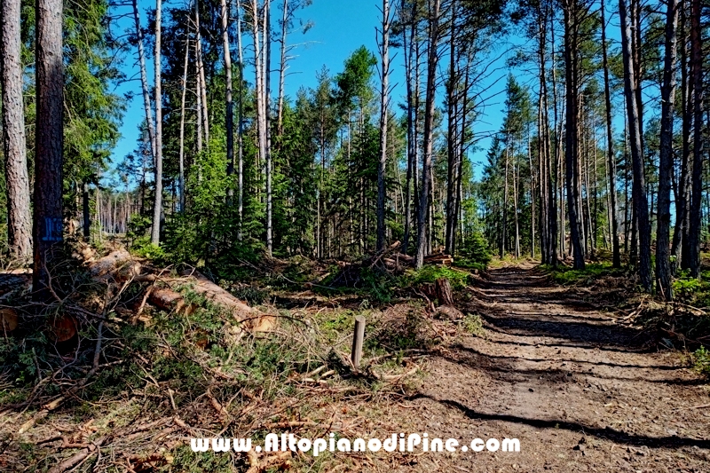Lavori nel bosco di Bedolpian - giugno 2020