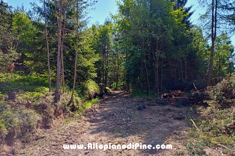 Lavori nel bosco di Bedolpian - giugno 2020