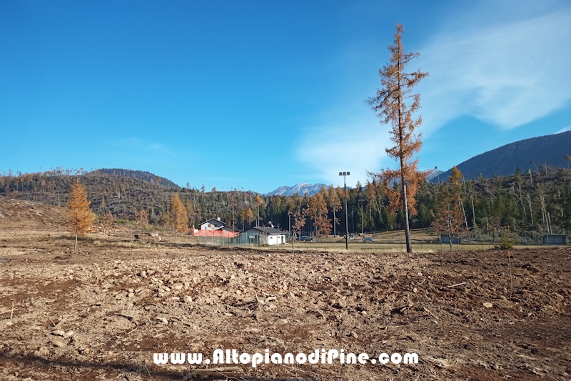 Lavori di ripristino pineta e area di Bedolpian - novembre2020