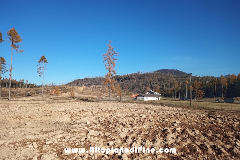 Lavori di ripristino pineta e area di Bedolpian - novembre2020
