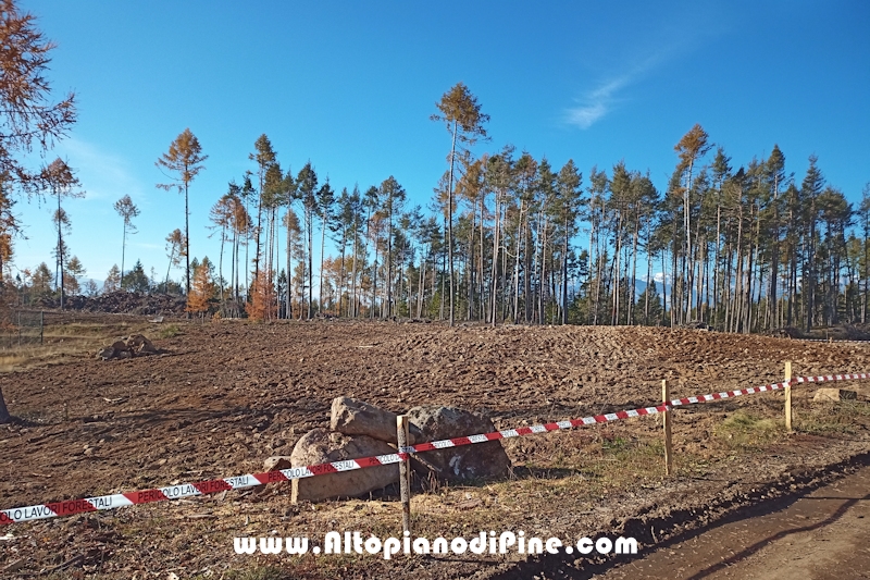 Lavori di ripristino pineta e area di Bedolpian - novembre2020