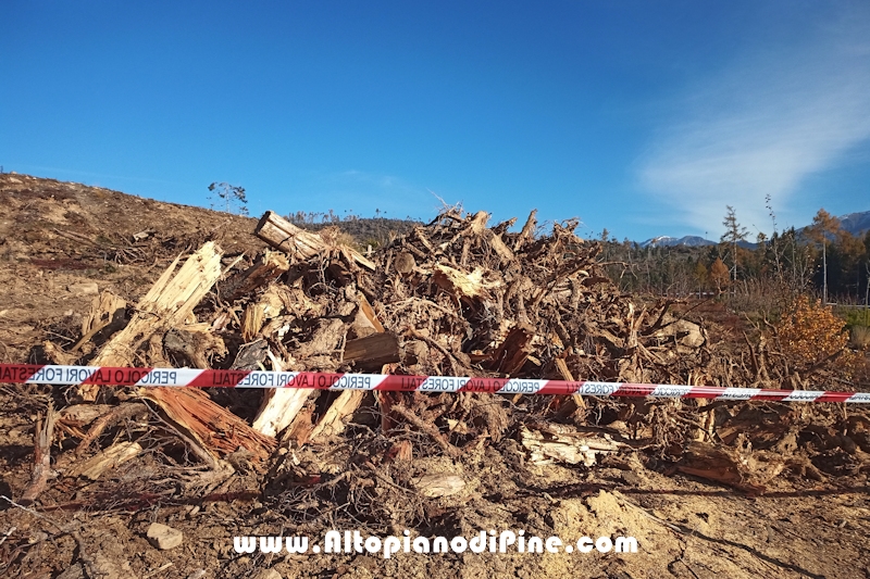 Lavori di ripristino pineta e area di Bedolpian - novembre2020