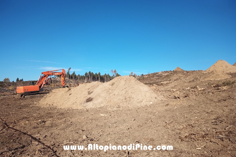 Lavori di ripristino pineta e area di Bedolpian - novembre2020