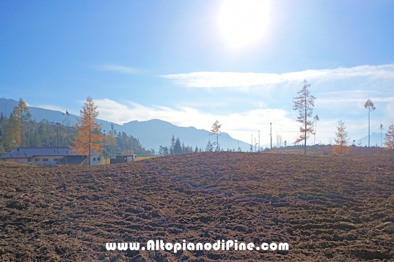 Lavori di ripristino pineta e area di Bedolpian - novembre2020
