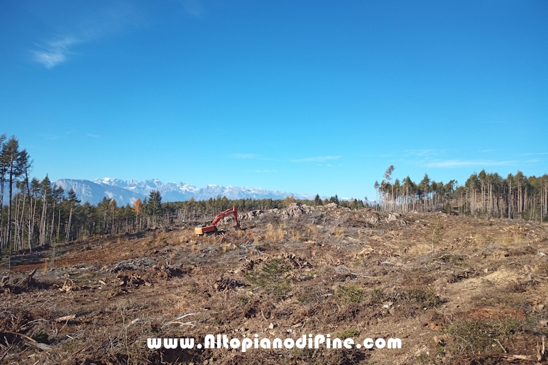 Lavori di ripristino pineta e area di Bedolpian - novembre2020