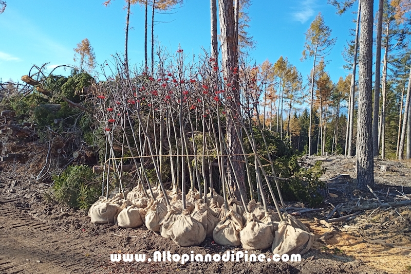 Lavori di ripristino pineta e area di Bedolpian - novembre2020
