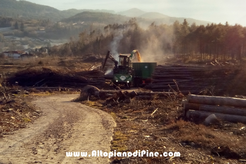 Lavori nel bosco di Tressilla - gennaio 2020