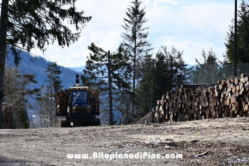 Lavori di ripristino pineta e area di Bedolpian - marzo 2021