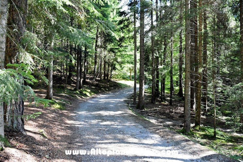 Passeggiata Baita Alpina - Cros del Cuc