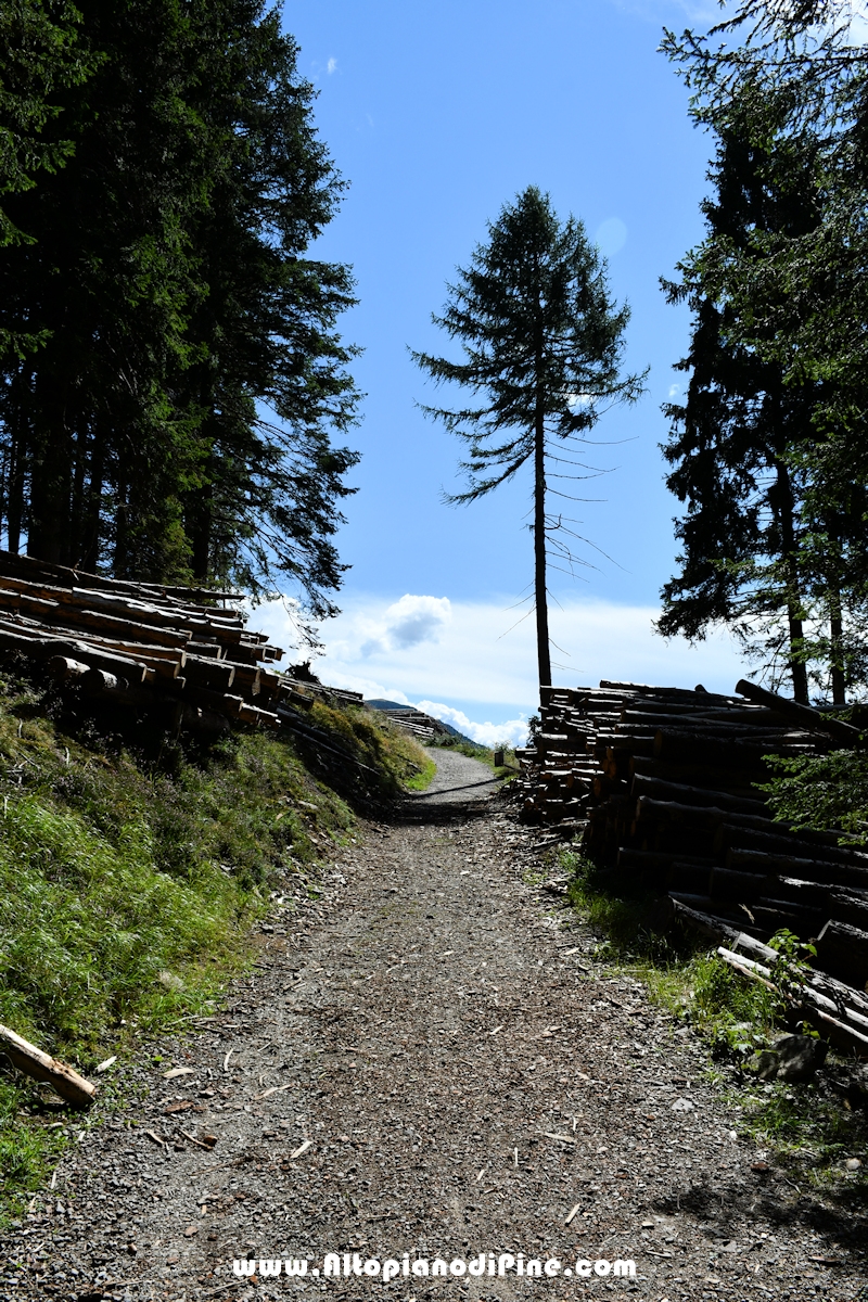 Passeggiata Baita Alpina - Cros del Cuc