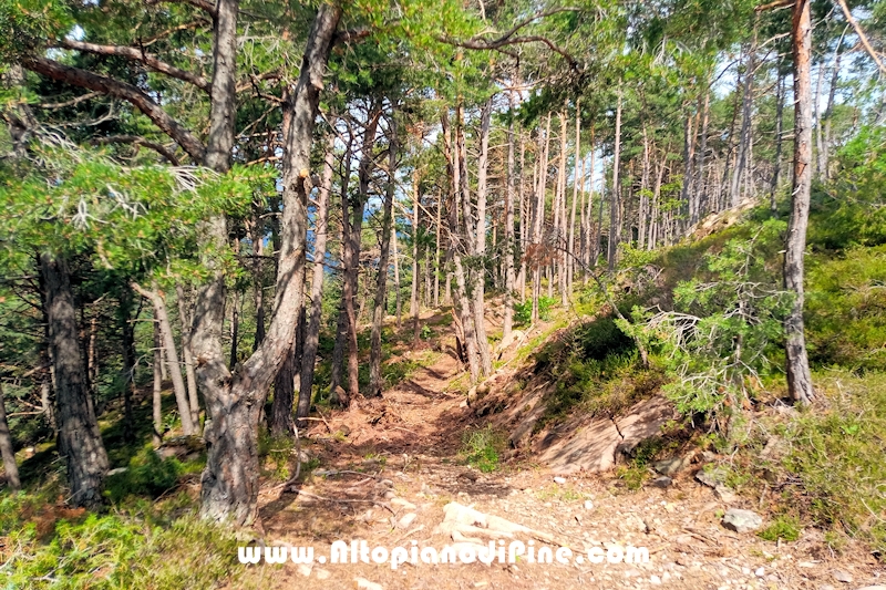 Giro del bosco delle Predolce di Tressilla