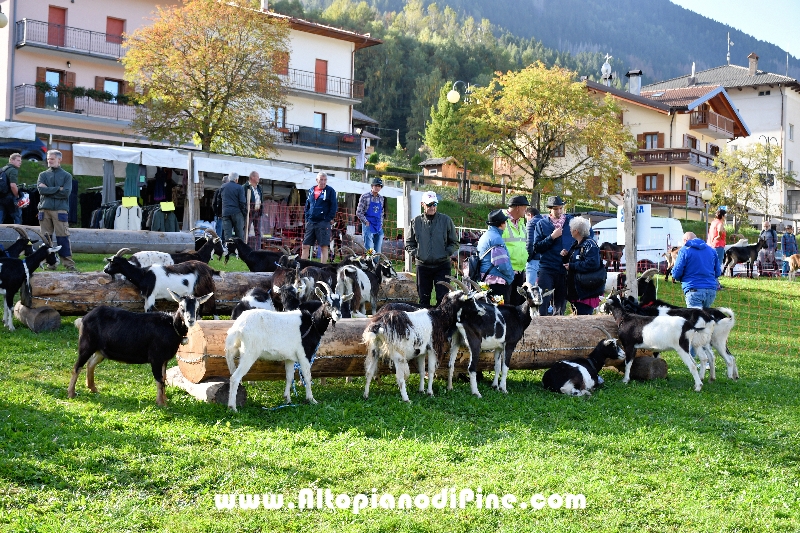 16°  mostra provinciale Capra Pezzata Mochena - Centrale di Bedollo 2023