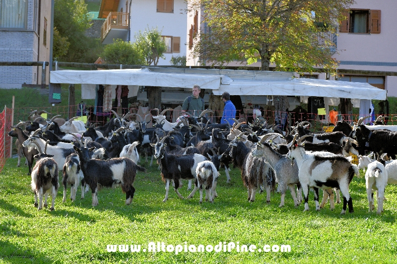 16°  mostra provinciale Capra Pezzata Mochena - Centrale di Bedollo 2023