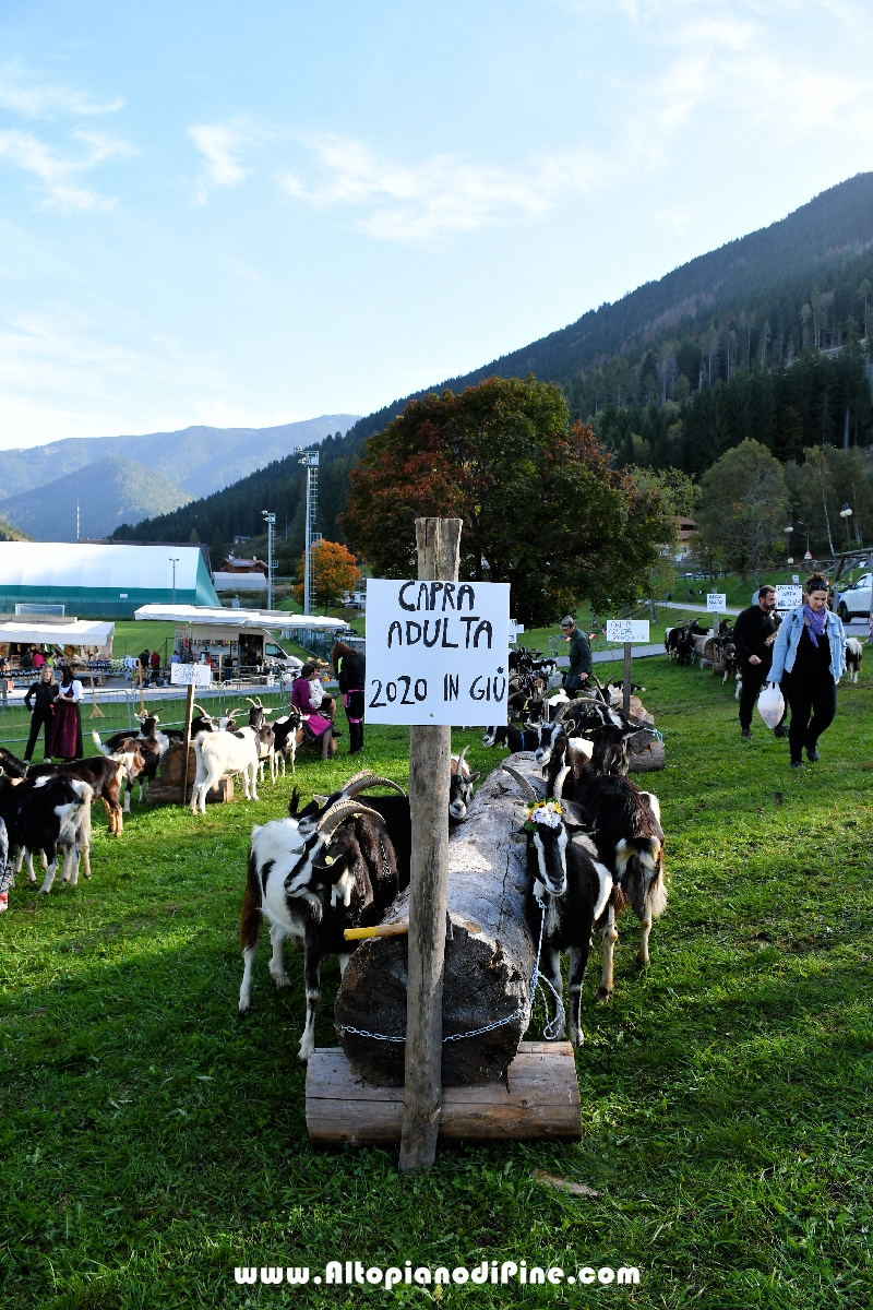 16°  mostra provinciale Capra Pezzata Mochena - Centrale di Bedollo 2023