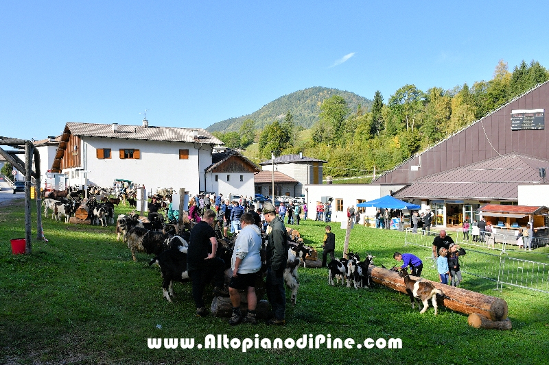 16°  mostra provinciale Capra Pezzata Mochena - Centrale di Bedollo 2023