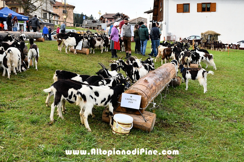 17° mostra provinciale Capra Pezzata Mochena - Centrale di Bedollo 2024
