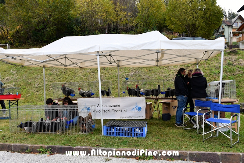 17° mostra provinciale Capra Pezzata Mochena - Centrale di Bedollo 2024