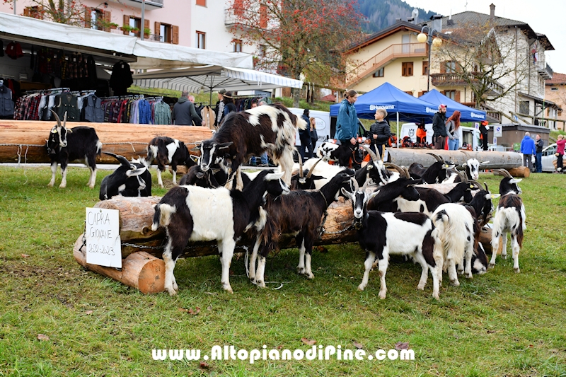 17° mostra provinciale Capra Pezzata Mochena - Centrale di Bedollo 2024