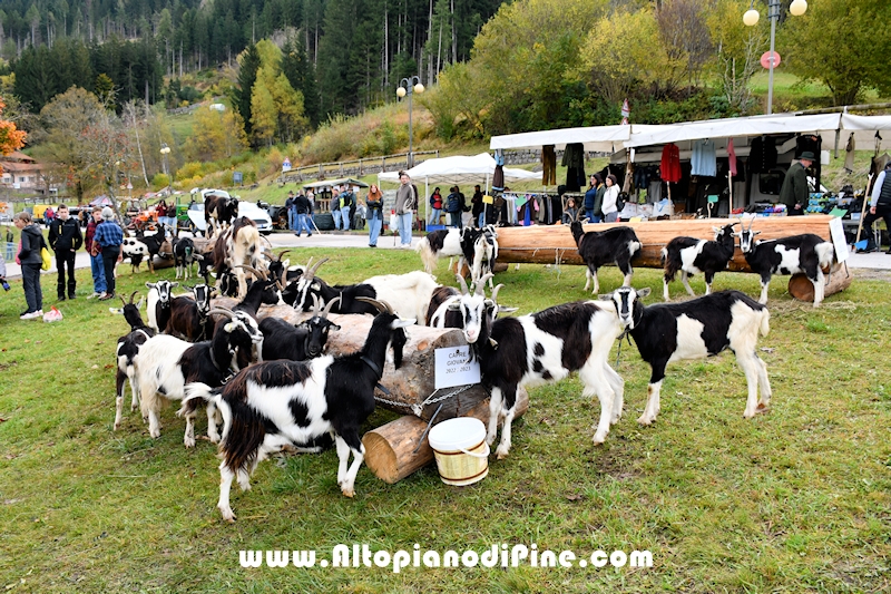 17° mostra provinciale Capra Pezzata Mochena - Centrale di Bedollo 2024