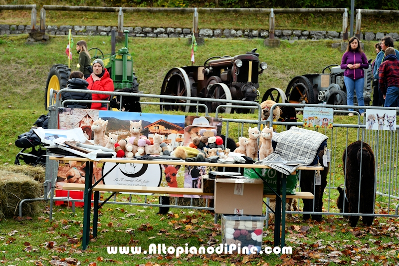 17° mostra provinciale Capra Pezzata Mochena - Centrale di Bedollo 2024