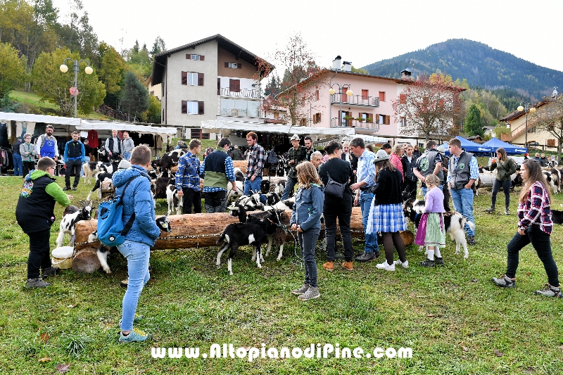 17° mostra provinciale Capra Pezzata Mochena - Centrale di Bedollo 2024