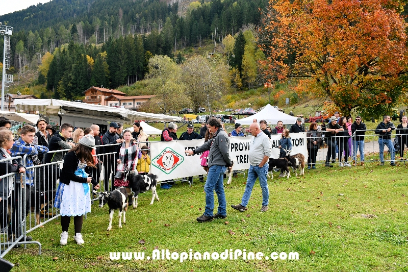 17° mostra provinciale Capra Pezzata Mochena - Centrale di Bedollo 2024