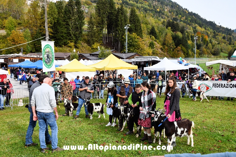 17° mostra provinciale Capra Pezzata Mochena - Centrale di Bedollo 2024