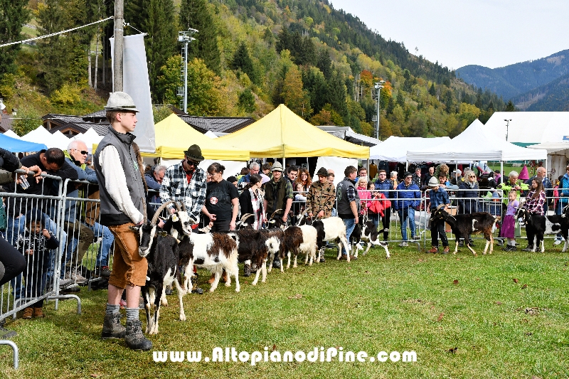 17° mostra provinciale Capra Pezzata Mochena - Centrale di Bedollo 2024