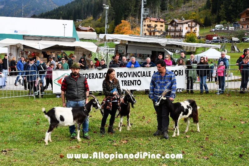 17° mostra provinciale Capra Pezzata Mochena - Centrale di Bedollo 2024