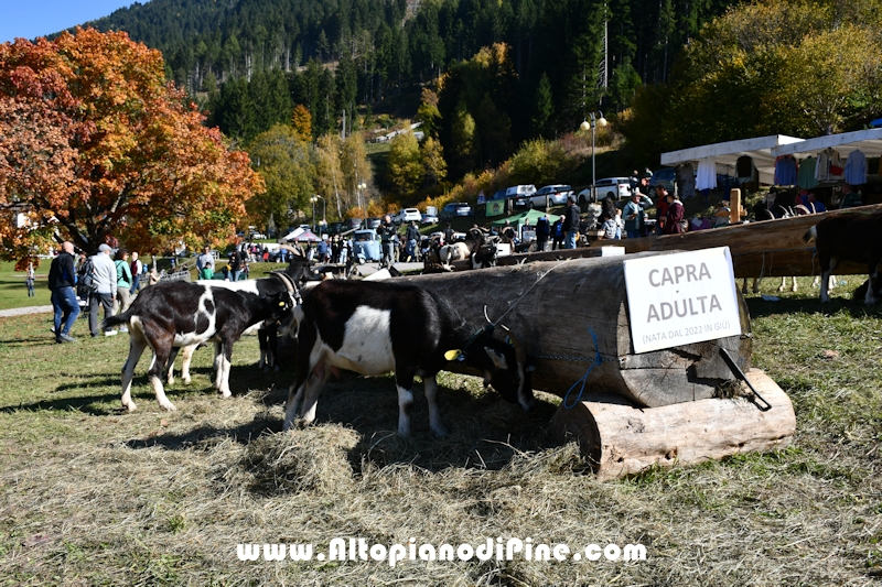18° mostra provinciale Capra Pezzata Mochena - Centrale di Bedollo 2025
