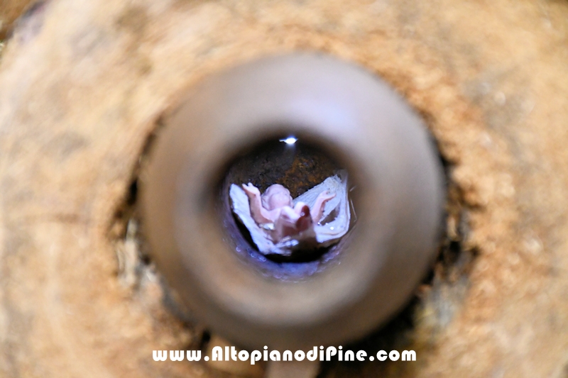 El paes dei Presepi 2025/2026 - foto ANDREA NARDON per www.AltopianodiPine.com El paes dei Presepi 2025/2026