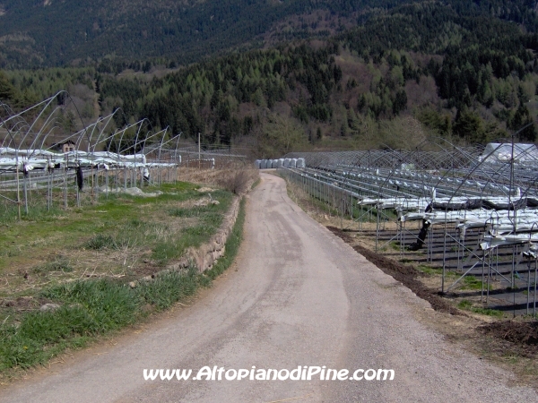 Serre dei piccoli frutti della Faida [fotopercorsi/strada_meie-faida5.jpg]
