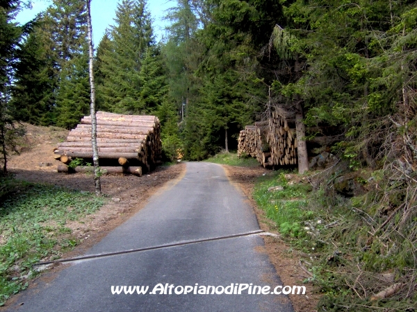 Strada Montesover - Malga Vernera [fotopercorsi/strada_montesovermalgavernera13.jpg]
