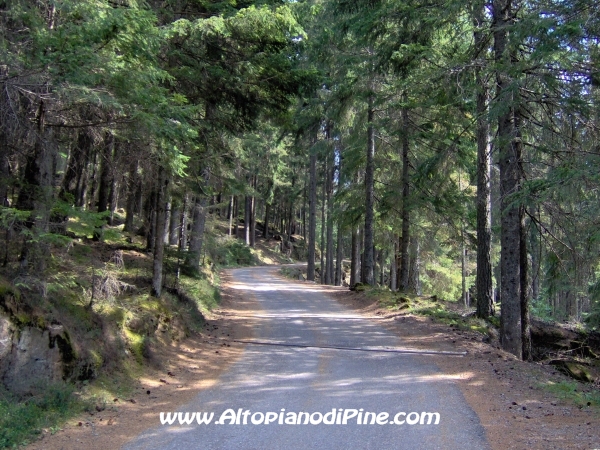 Strada Montesover - Malga Vernera [fotopercorsi/strada_montesovermalgavernera17.jpg]