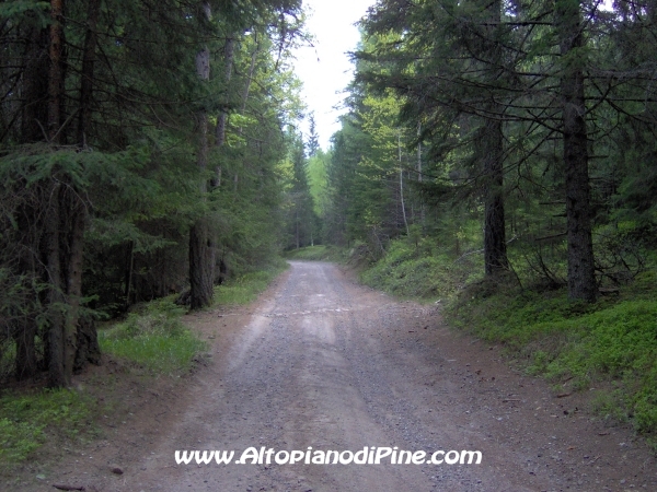 Strada Montesover - Malga Vernera [fotopercorsi/strada_montesovermalgavernera29.jpg]
