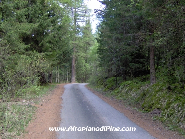 Strada Montesover - Malga Vernera [fotopercorsi/strada_montesovermalgavernera32.jpg]