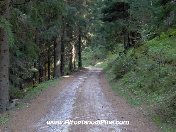 Strada Montesover - Malga Vernera [fotopercorsi/strada_montesovermalgavernera40.jpg]