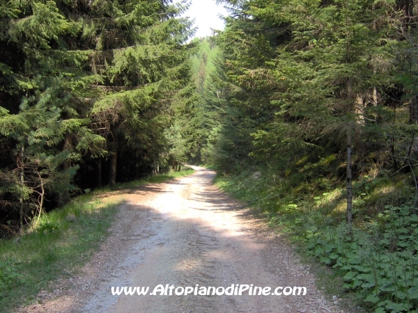 Strada Montesover - Malga Vernera [fotopercorsi/strada_montesovermalgavernera41.jpg]