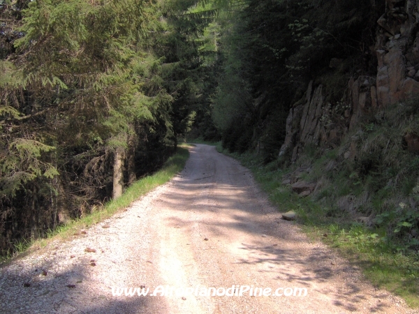 Strada Montesover - Malga Vernera [fotopercorsi/strada_montesovermalgavernera43.jpg]