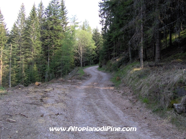 Strada Montesover - Malga Vernera [fotopercorsi/strada_montesovermalgavernera45.jpg]