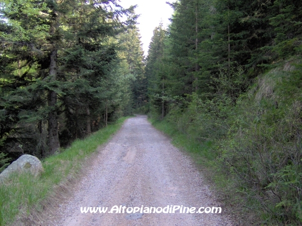 Strada Montesover - Malga Vernera [fotopercorsi/strada_montesovermalgavernera46.jpg]