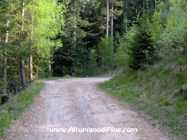 Strada Montesover - Malga Vernera [fotopercorsi/strada_montesovermalgavernera53.jpg]