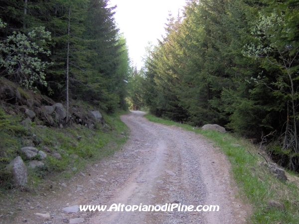 Strada Montesover - Malga Vernera [fotopercorsi/strada_montesovermalgavernera55.jpg]