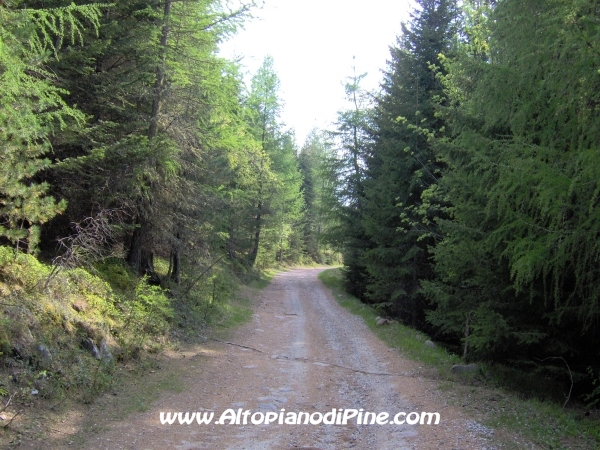Strada Montesover - Malga Vernera [fotopercorsi/strada_montesovermalgavernera56.jpg]
