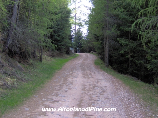 Strada Montesover - Malga Vernera [fotopercorsi/strada_montesovermalgavernera58.jpg]