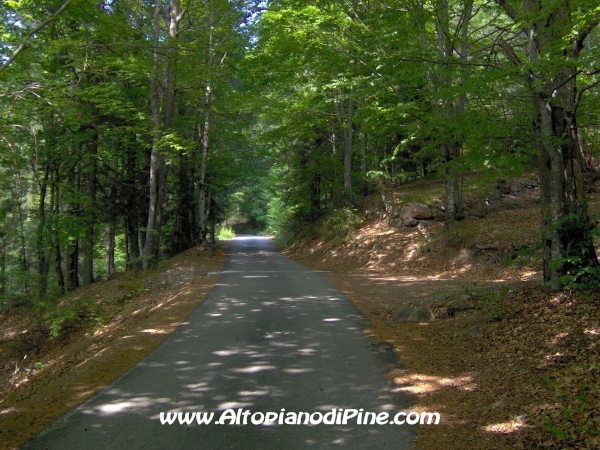 Strada Montesover - Malga Vernera [fotopercorsi/strada_montesovermalgavernera6.jpg]