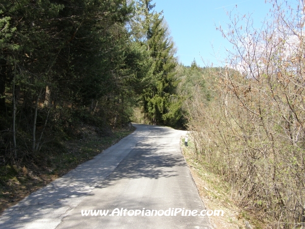 Strada Rizzolaga - Rifugio S.Antonio [fotopercorsi/strada_rizzolaga-bosco2.jpg]