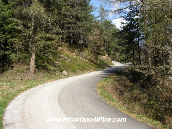 Strada Rizzolaga - Rifugio S.Antonio [fotopercorsi/strada_rizzolaga-bosco3.jpg]