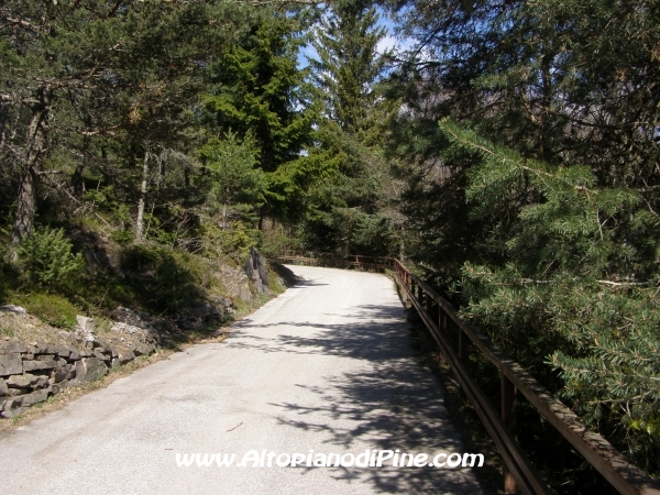 Strada Rizzolaga - Rifugio S.Antonio [fotopercorsi/strada_rizzolaga-bosco4.jpg]